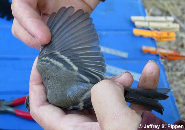 Dusky Flycatcher (Empidonax oberholseri)