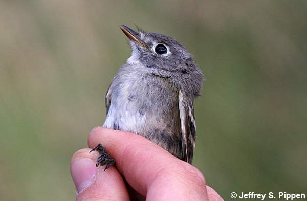 Dusky Flycatcher (Empidonax oberholseri)
