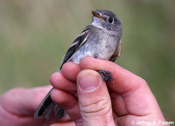 Dusky Flycatcher (Empidonax oberholseri)
