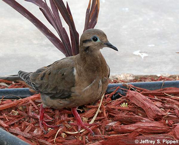 Eared Dove (Zenaida auriculata)