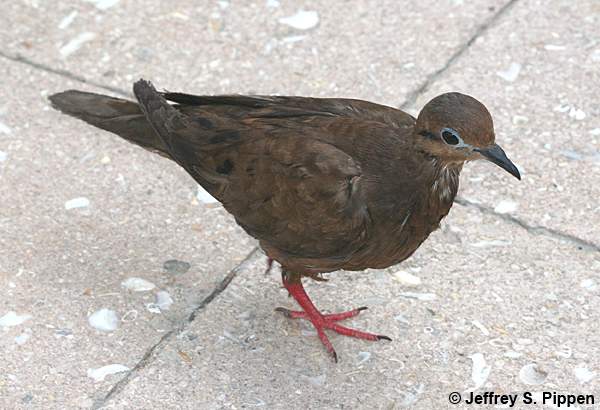 Eared Dove (Zenaida auriculata)