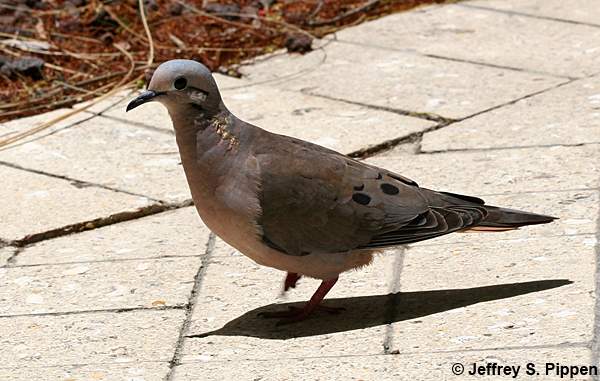 Eared Dove (Zenaida auriculata)