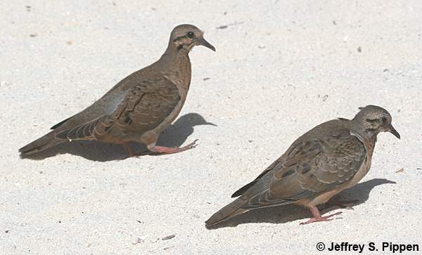 Eared Dove (Zenaida auriculata)