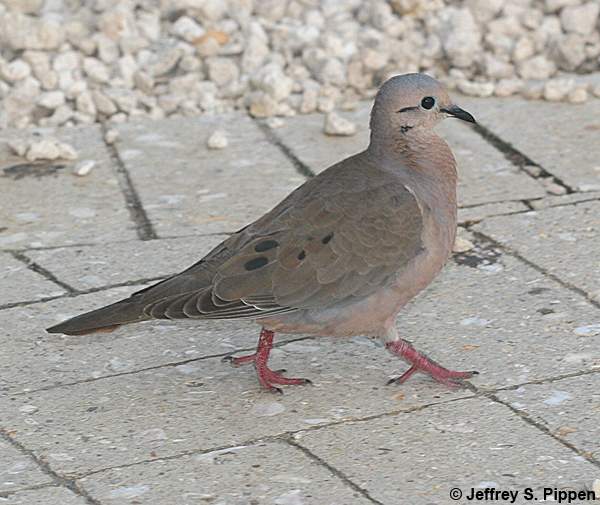 Eared Dove (Zenaida auriculata)