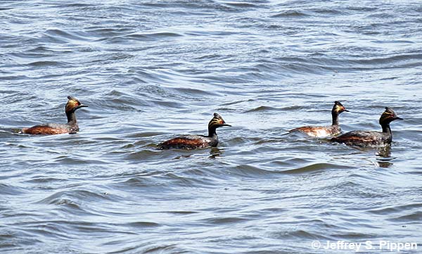 Eared Grebe (Podiceps nigricollis)
