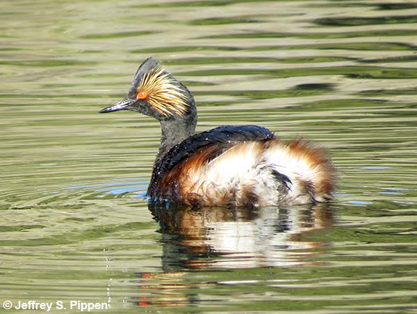 Eared Grebe (Podiceps nigricollis)