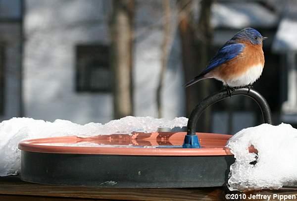 Eastern Bluebird (Sialia sialis)