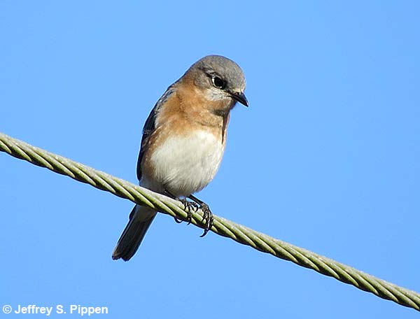 Eastern Bluebird (Sialia sialis)