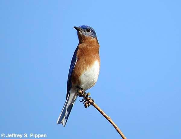 Eastern Bluebird (Sialia sialis)