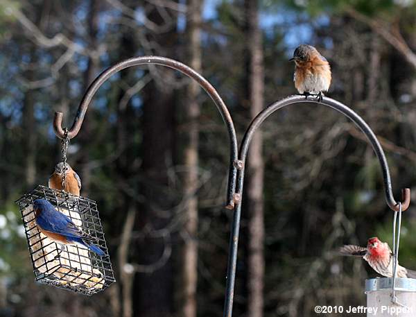 Eastern Bluebird (Sialia sialis)