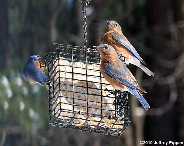 Eastern Bluebird (Sialia sialis)