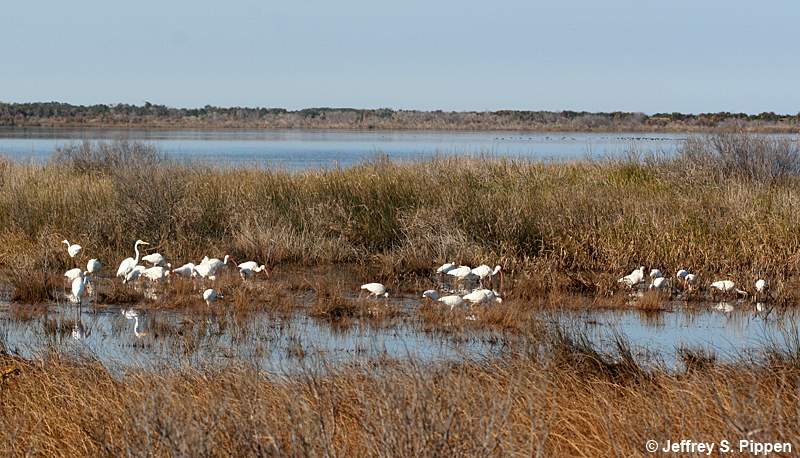 Great Egret (Ardea alba)