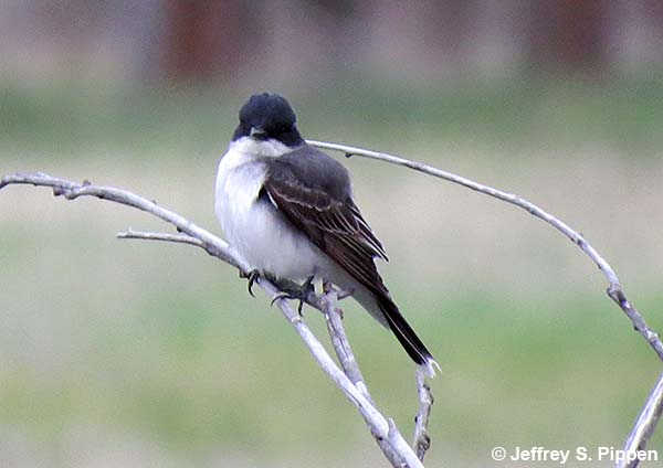 Eastern Kingbird (Tyrannus tyrannus) nest