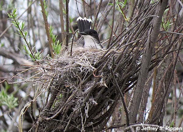 Eastern Kingbird (Tyrannus tyrannus)
