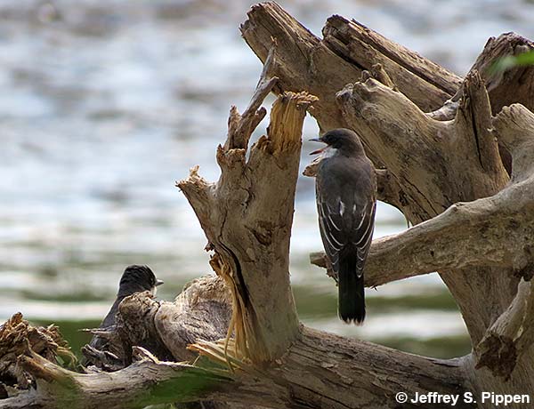 Eastern Kingbird (Tyrannus tyrannus)