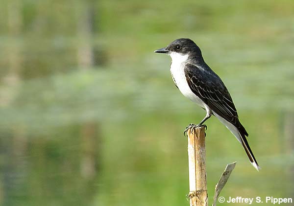 Eastern Kingbird (Tyrannus tyrannus)