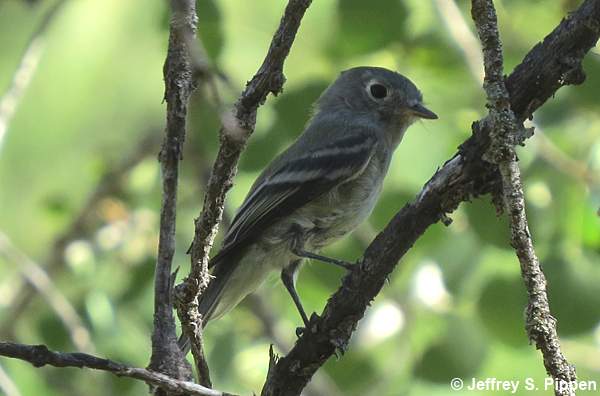Dusky Flycatcher (Empidonax oberholseri)