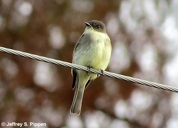 astern Phoebe (Sayornis phoebe)