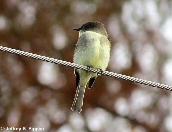 astern Phoebe (Sayornis phoebe)