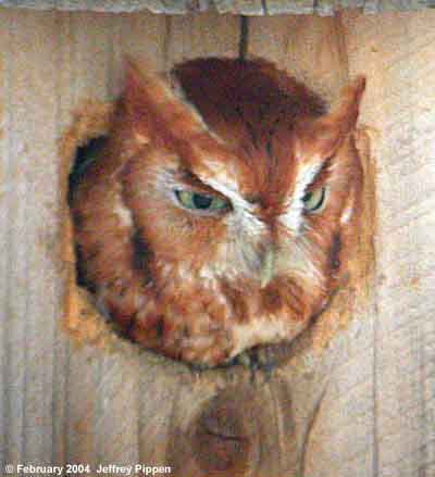Eastern Screech-Owl (Otus asio)
