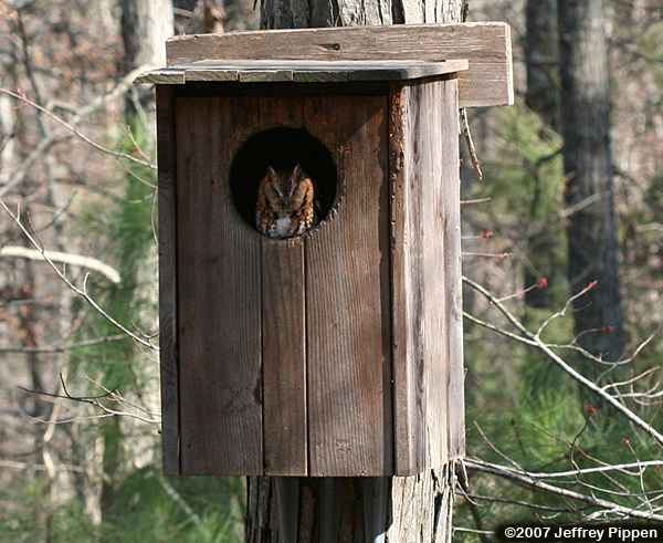 Eastern Screech-Owl (Otus asio)