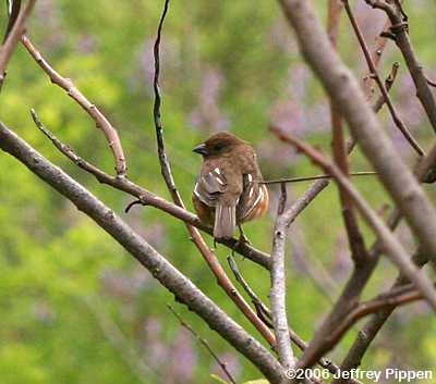 Eastern Towhee (Pipilo erythrophthalmus)