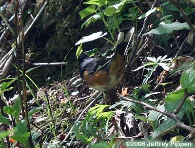 Eastern Towhee (Pipilo erythrophthalmus)