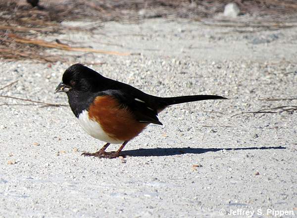 Eastern Towhee (Pipilo erythrophthalmus)