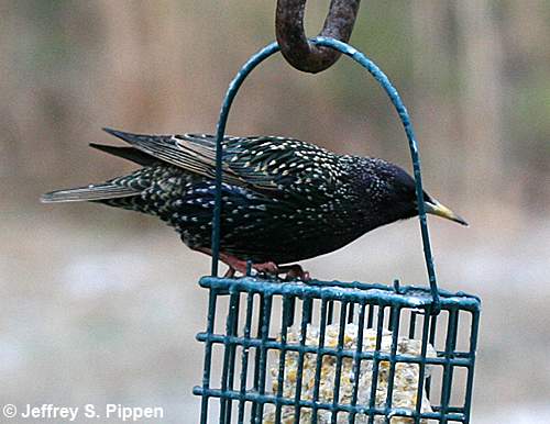 European Starling (Sturnus vulgaris)