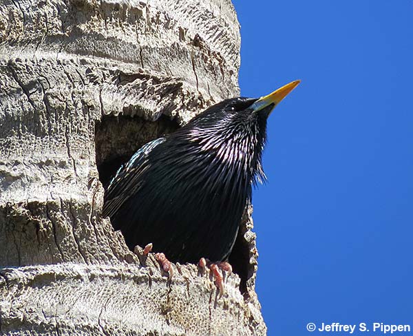 European Starling (Sturnus vulgaris)