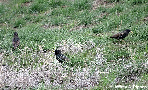 European Starling (Sturnus vulgaris)