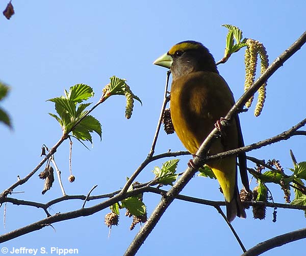 Evening Grosbeak (Coccothraustes vespertinus)