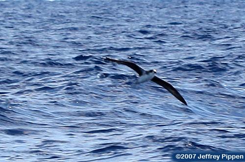 Fea's Petrel (Pterodroma feae)