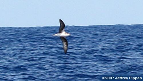 Fea's Petrel (Pterodroma feae)
