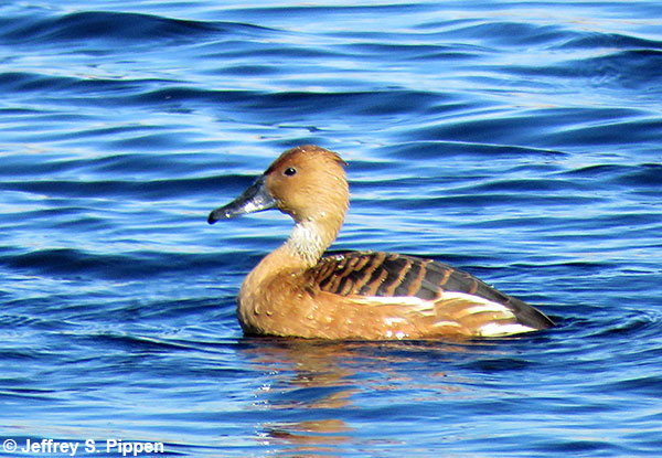 Fulvous Whistling-Duck (Dendrocygna bicolor) Anahuac NWR, Chambers Co., TX 14 Jan 2018