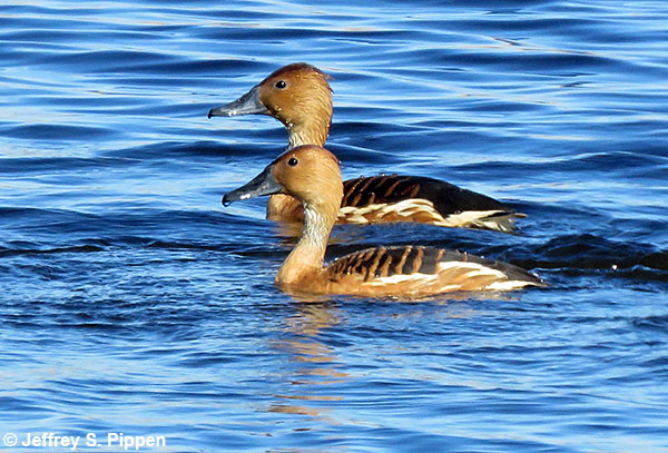 Fulvous Whistling-Duck (Dendrocygna bicolor) Anahuac NWR, Chambers Co., TX 14 Jan 2018
