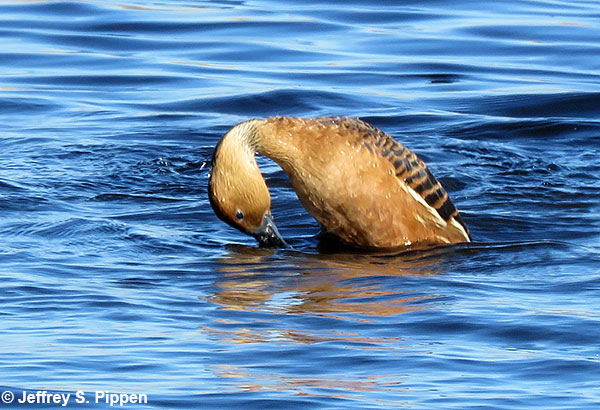 Fulvous Whistling-Duck (Dendrocygna bicolor) Anahuac NWR, Chambers Co., TX 14 Jan 2018