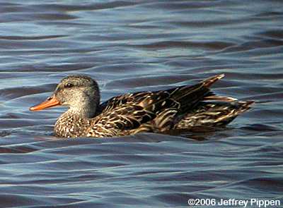 Gadwall (Anas strepera)