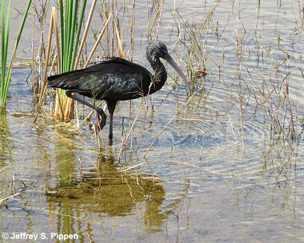 Glossy Ibis (Plegadis falcinellus)