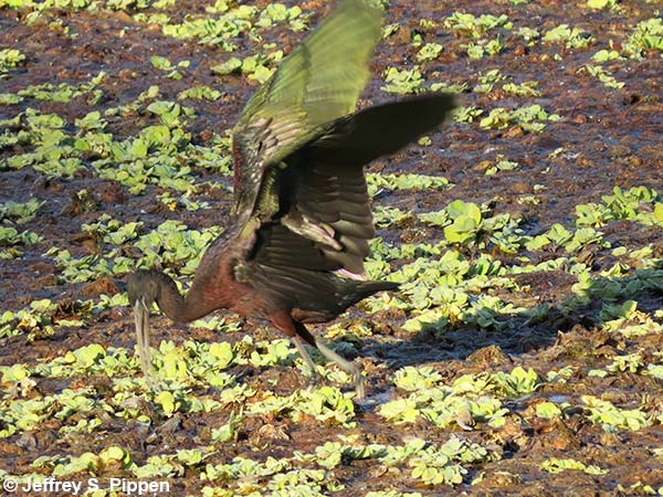 Glossy Ibis (Plegadis falcinellus)