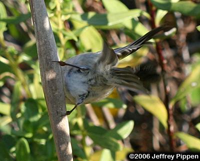 Golden-crowned Kinglet (Regulus satrapa)