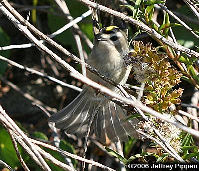 Golden-crowned Kinglet (Regulus satrapa)