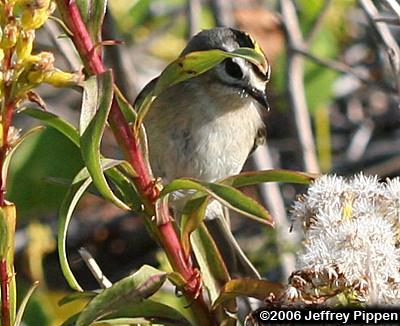 Golden-crowned Kinglet (Regulus satrapa)