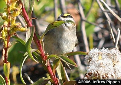 Golden-crowned Kinglet (Regulus satrapa)