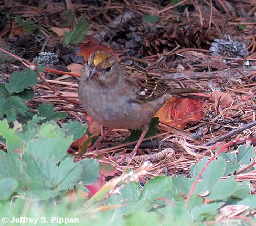 Golden-crowned Sparrow (Zonotrichia atricapilla)