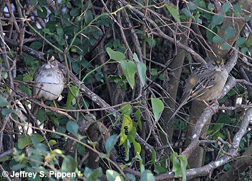 Golden-crowned Sparrow (Zonotrichia atricapilla) Harbinger, Currituck Co., NC 24 Dec 2018 with a White-throated Sparrow on the left