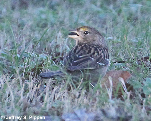 Golden-crowned Sparrow (Zonotrichia atricapilla) Harbinger, Currituck Co., NC 24 Dec 2018