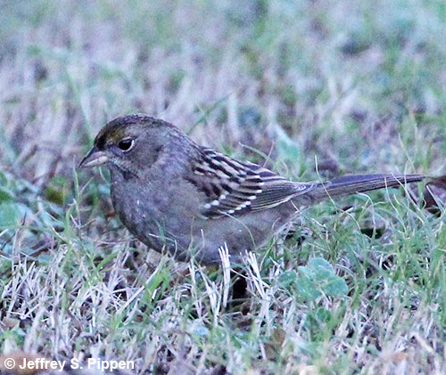 Golden-crowned Sparrow (Zonotrichia atricapilla) Harbinger, Currituck Co., NC 24 Dec 2018