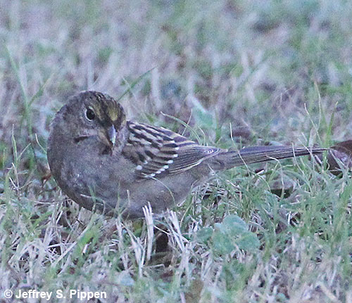 Golden-crowned Sparrow (Zonotrichia atricapilla) Harbinger, Currituck Co., NC 24 Dec 2018 This represents the 1st accepted record for NC
