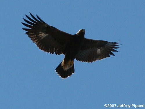 Golden Eagle (Aquila chrysaetos)